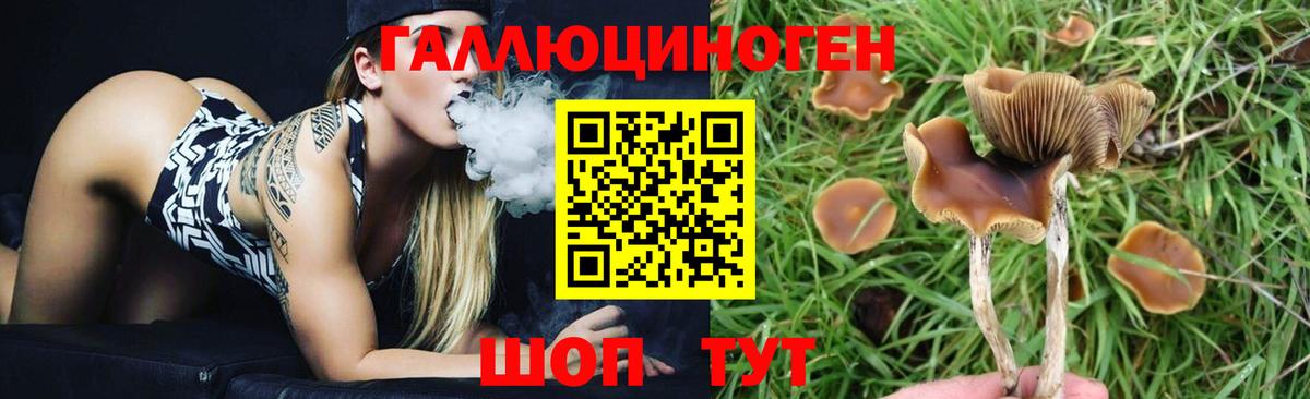 Псилоцибиновые грибы Psilocybe Богданович